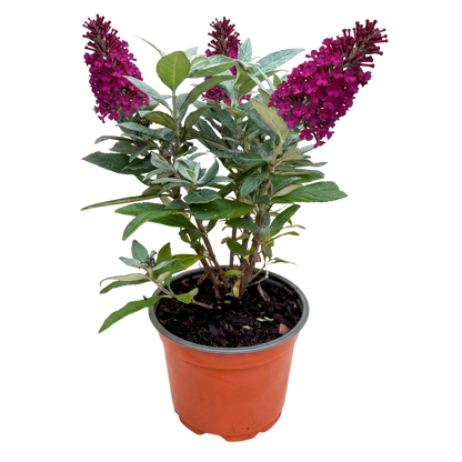 Green Boutiq - Tuinplant - Buddleja Davidii Butterfly Candy Little Ruby - Vlinderstruik - Compact - Rood - 1 Plant - Pot 12Cm - Hoogte 20-25Cm