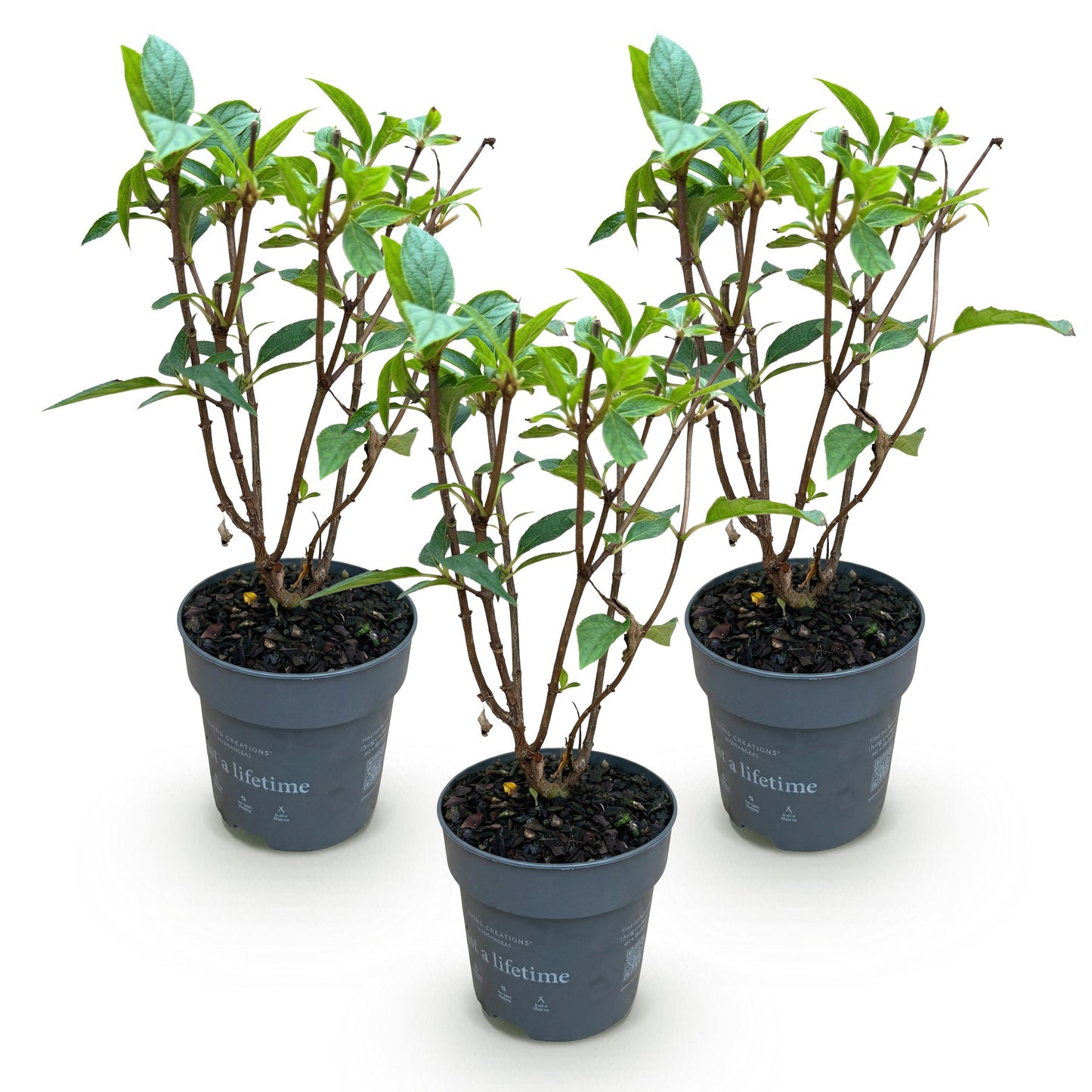 Green Boutiq - Tuinplant - Hydrangea Panniculata Living Pink & Rose - Pluimhortensia - Winterhard - Roze - 3 Planten - Pot 12Cm - Hoogte Hoogte 20-30Cm