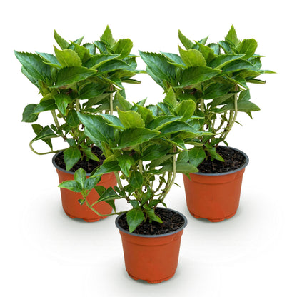 Green Boutiq - Tuinplant - Hydrangea Macrophylla Wit - Hortensia - Winterhard - Wit - 3 Planten - Pot 12Cm - Hoogte Hoogte 20-30Cm