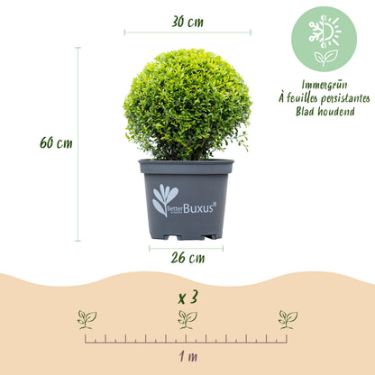 Green Boutiq - Buxus Bol - Betterbuxus Skylight - Resistant Tegen Buxus Schimmel - 2 Planten - Pot 26Cm Bol 30Cm