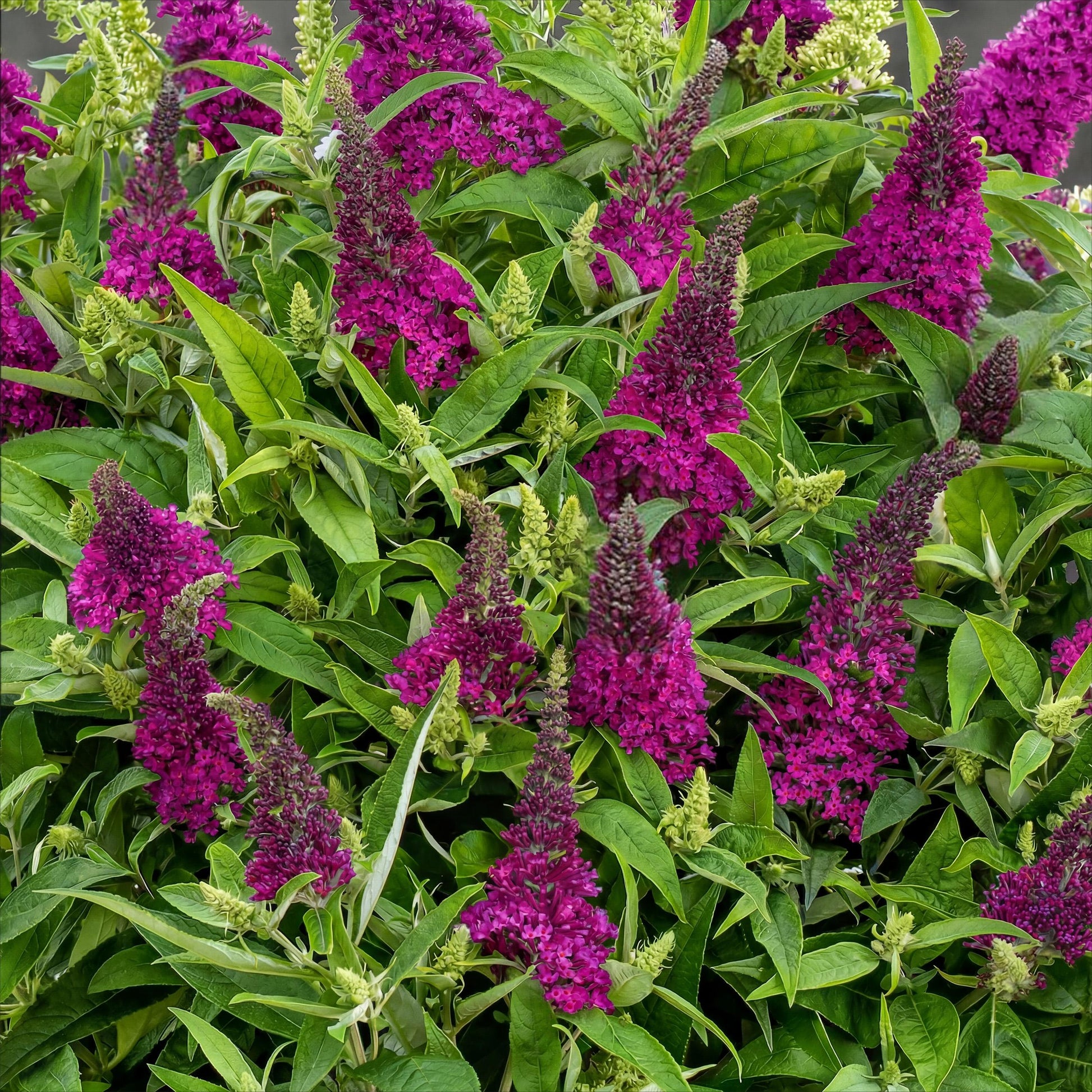 Green Boutiq - Tuinplant - Buddleja Davidii Butterfly Candy Little Ruby - Vlinderstruik - Compact - Rood - 1 Plant - Pot 12Cm - Hoogte 20-25Cm