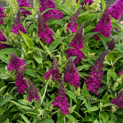 Green Boutiq - Tuinplant - Buddleja Davidii Butterfly Candy Little Ruby - Vlinderstruik - Compact - Rood - 1 Plant - Pot 12Cm - Hoogte 20-25Cm