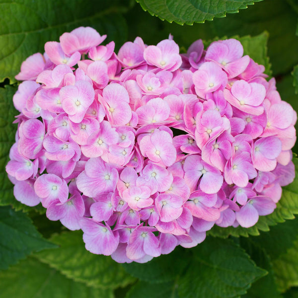 Roze Hortensia Tuinplant