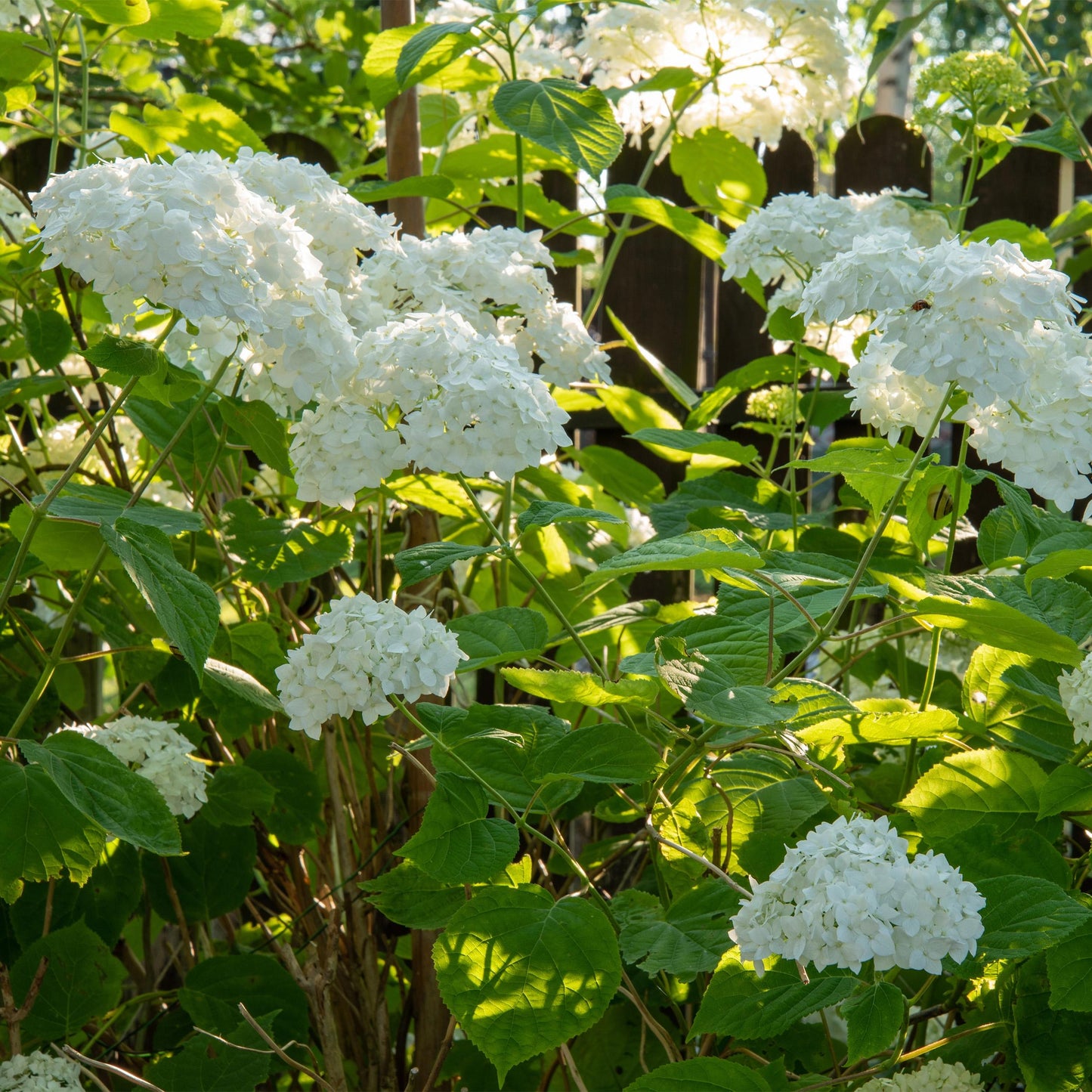 Green Boutiq - Tuinplant - Hydrangea Arborescens Annabelle - Pluimhortensia - Winterhard - Wit - 3 Planten - Pot 12Cm - Hoogte Hoogte 20-30Cm
