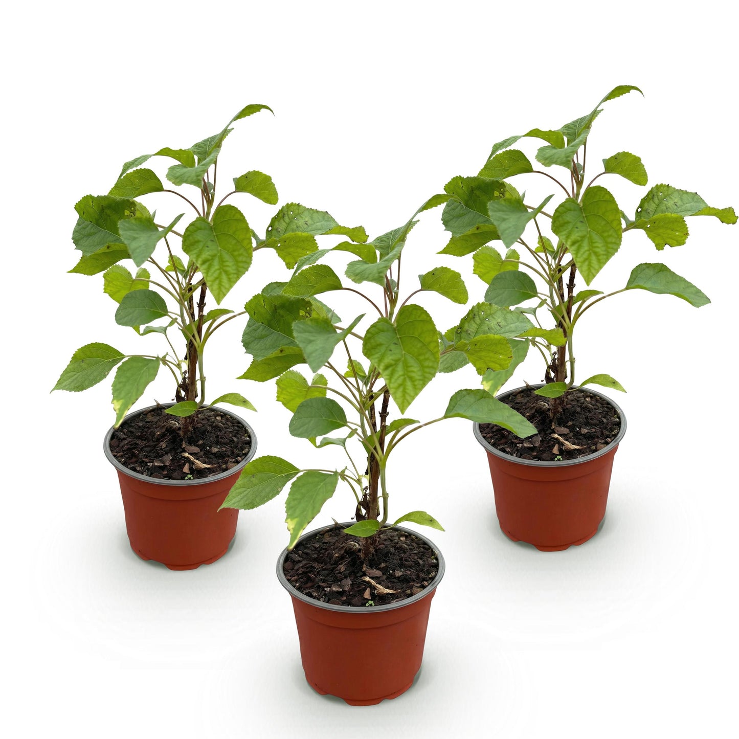 Green Boutiq - Tuinplant - Hydrangea Arborescens Annabelle - Pluimhortensia - Winterhard - Wit - 3 Planten - Pot 12Cm - Hoogte Hoogte 20-30Cm