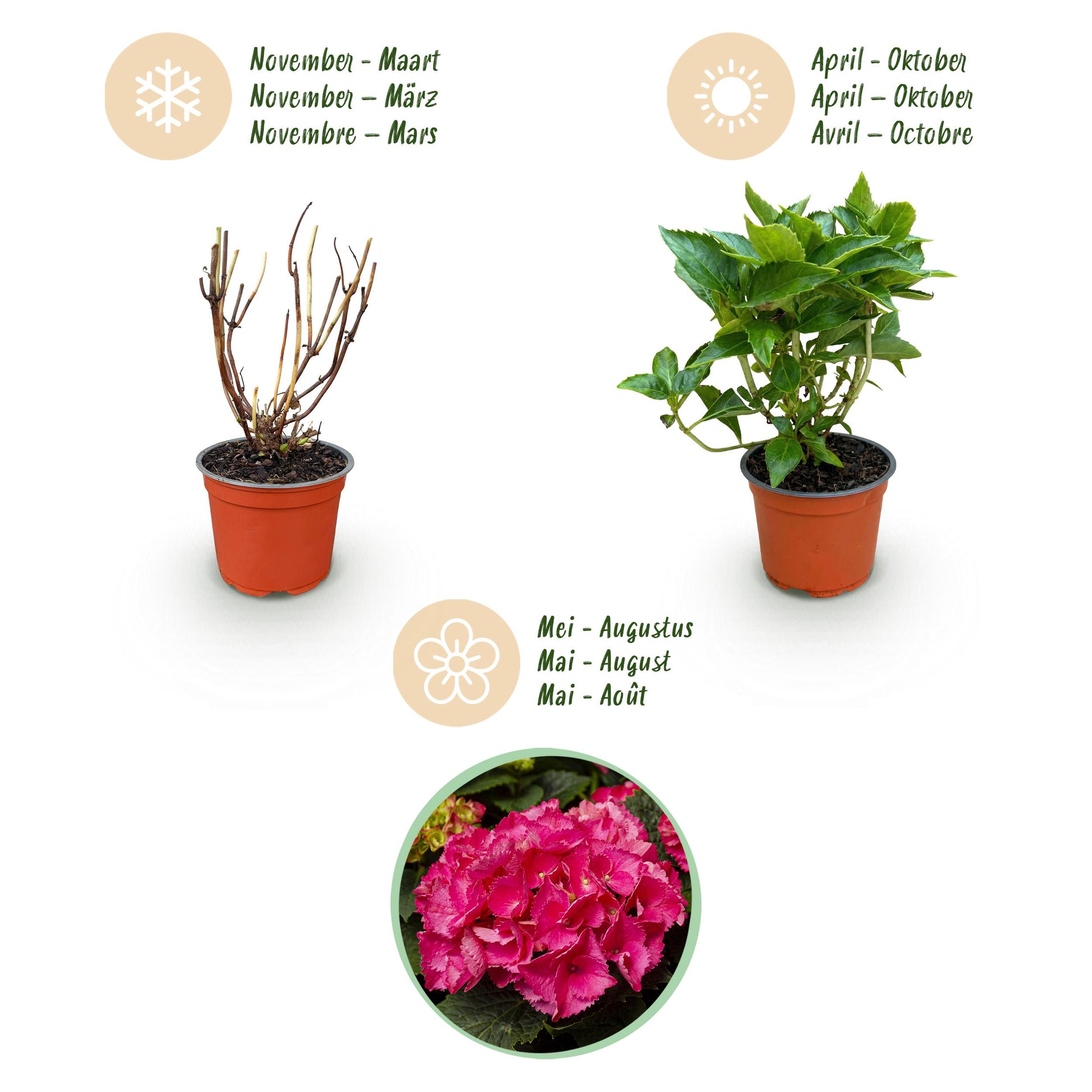 Green Boutiq - Tuinplant - Hydrangea Macrophylla Rood - Hortensia - Winterhard - Rood - 1 Plant - Pot 12Cm - Hoogte Hoogte 20-30Cm