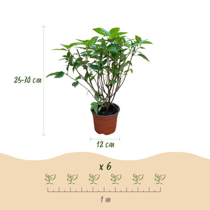 Green Boutiq - Tuinplant - Hydrangea Panniculata Limelight - Pluimhortensia - Winterhard - Lime Groen - 3 Planten - Pot 12Cm - Hoogte Hoogte 20-30Cm