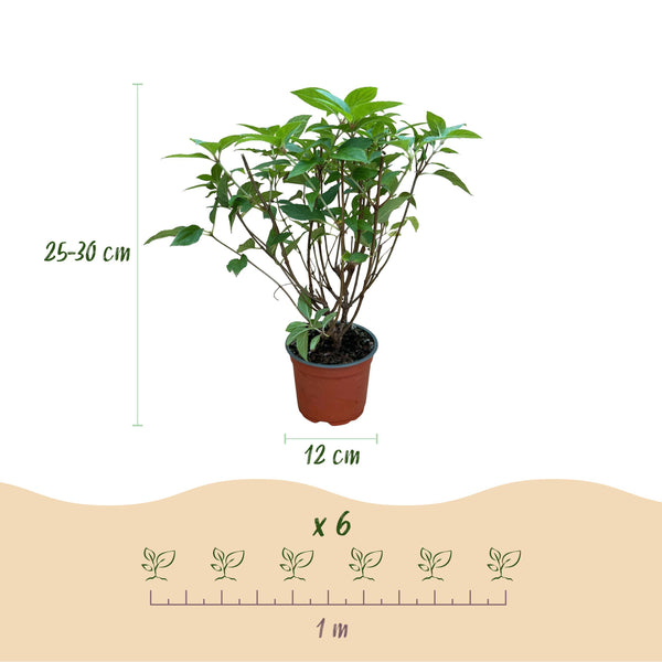 Green Boutiq - Tuinplant - Hydrangea Panniculata Limelight - Pluimhortensia - Winterhard - Lime Groen - 3 Planten - Pot 12Cm - Hoogte Hoogte 20-30Cm