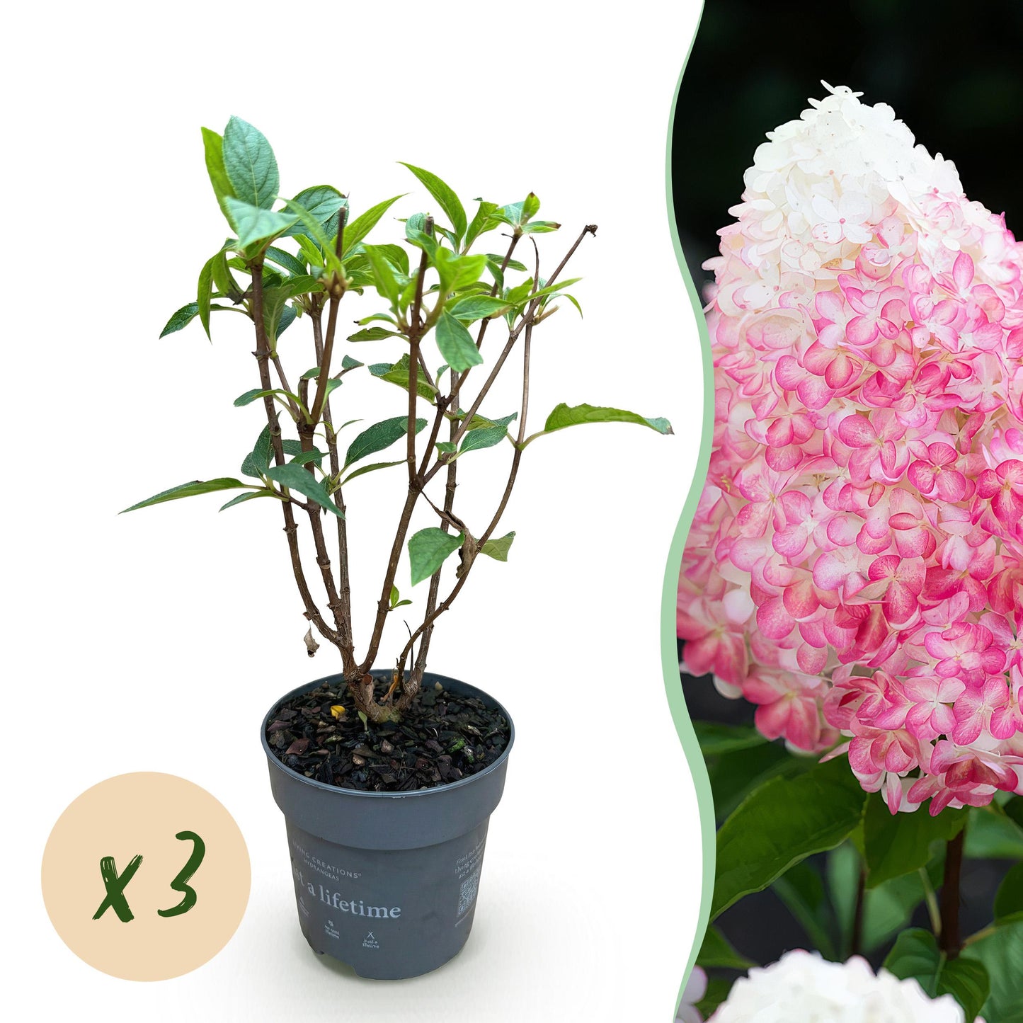 Green Boutiq - Tuinplant - Hydrangea Panniculata Living Pink & Rose - Pluimhortensia - Winterhard - Roze - 3 Planten - Pot 12Cm - Hoogte Hoogte 20-30Cm