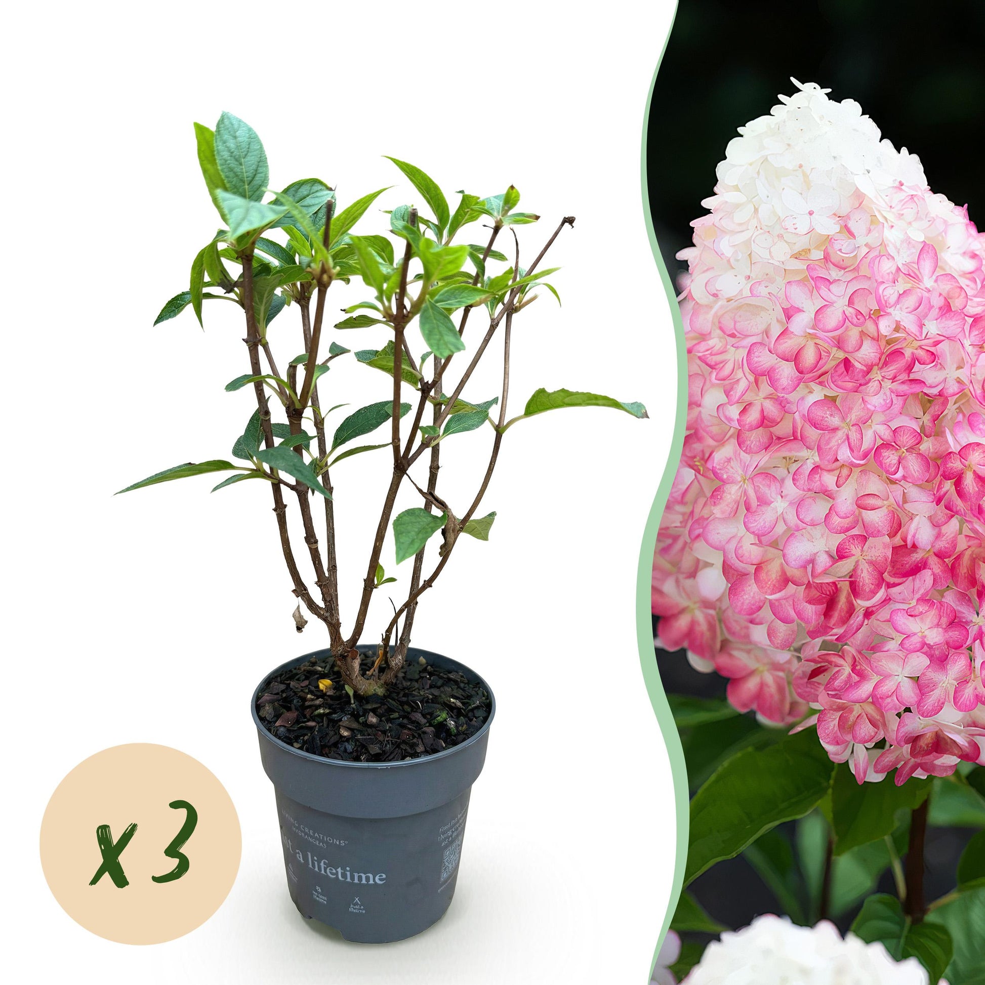 Green Boutiq - Tuinplant - Hydrangea Panniculata Living Pink & Rose - Pluimhortensia - Winterhard - Roze - 3 Planten - Pot 12Cm - Hoogte Hoogte 20-30Cm