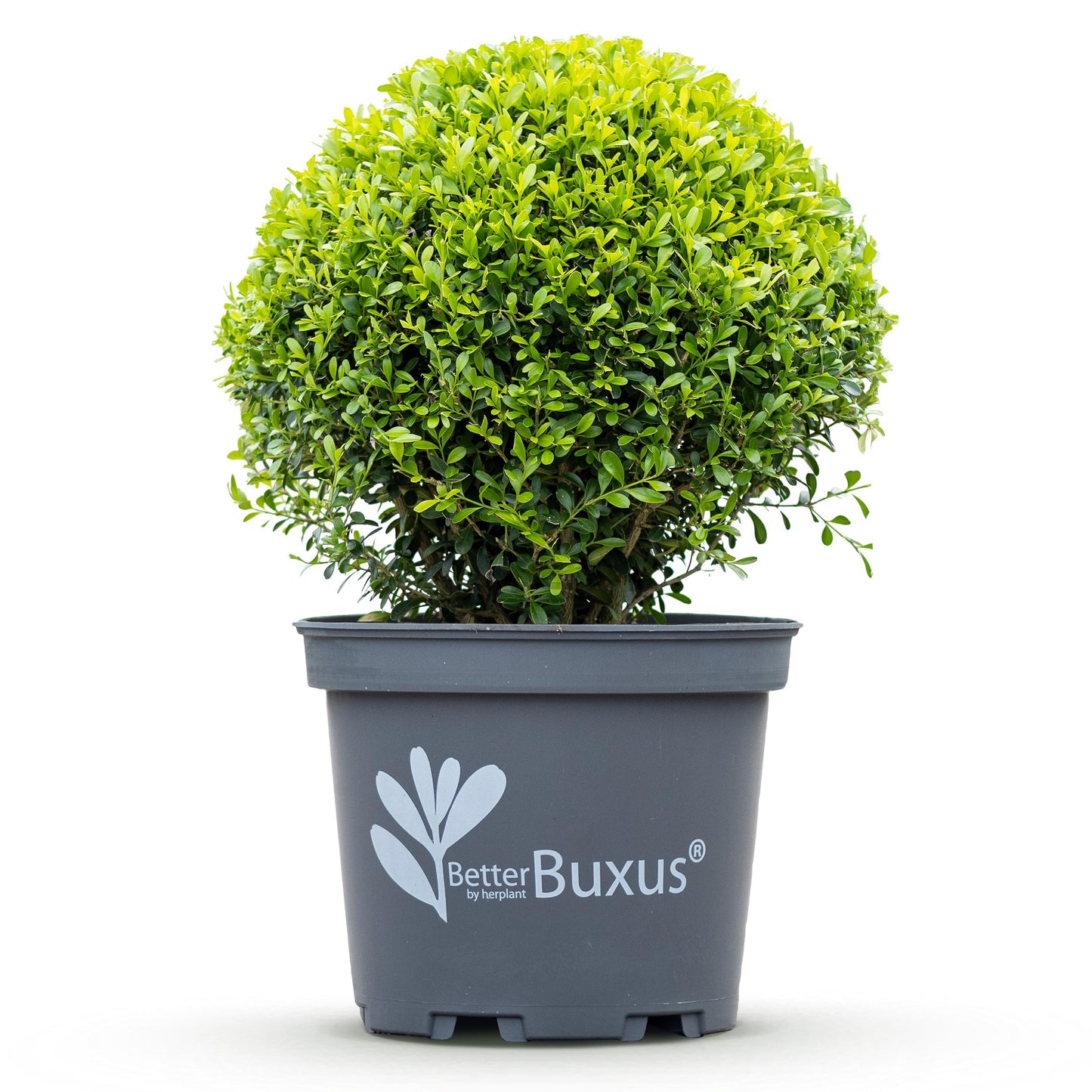 Green Boutiq - Buxus Bol - Betterbuxus Skylight - Resistant Tegen Buxus Schimmel - 2 Planten - Pot 26Cm Bol 30Cm