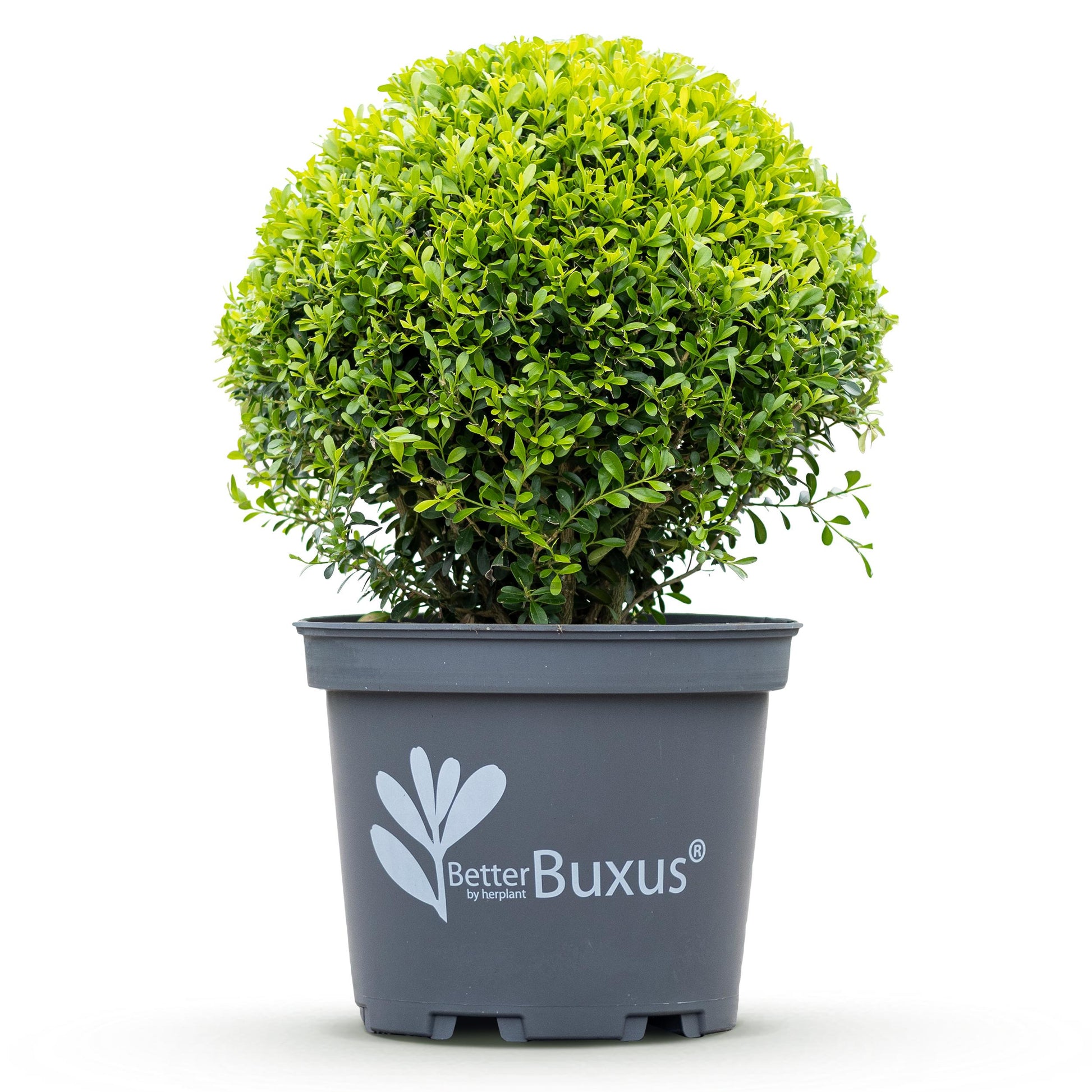 Green Boutiq - Buxus Bol - Betterbuxus Skylight - Resistant Tegen Buxus Schimmel - 2 Planten - Pot 26Cm Bol 30Cm