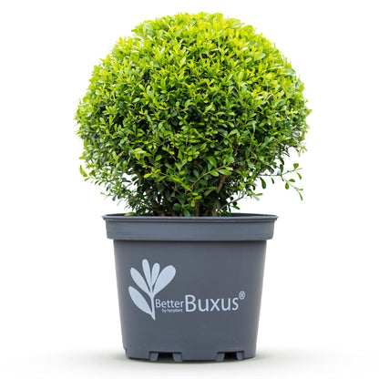 Green Boutiq - Buxus Bol - Betterbuxus Skylight - Resistant Tegen Buxus Schimmel - 2 Planten - Pot 26Cm Bol 30Cm