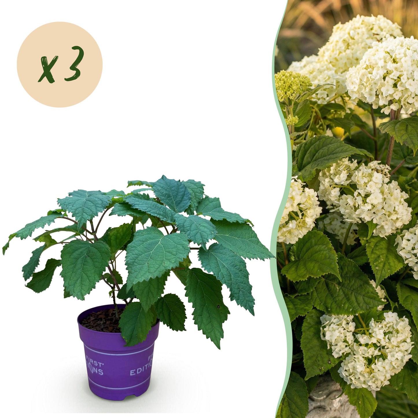 Green Boutiq - Tuinplant - Hydrangea Arborescens Flowerwow - Hortensia - Winterhard - Wit - 3 Planten - Pot 14Cm - Hoogte Hoogte 20-30Cm