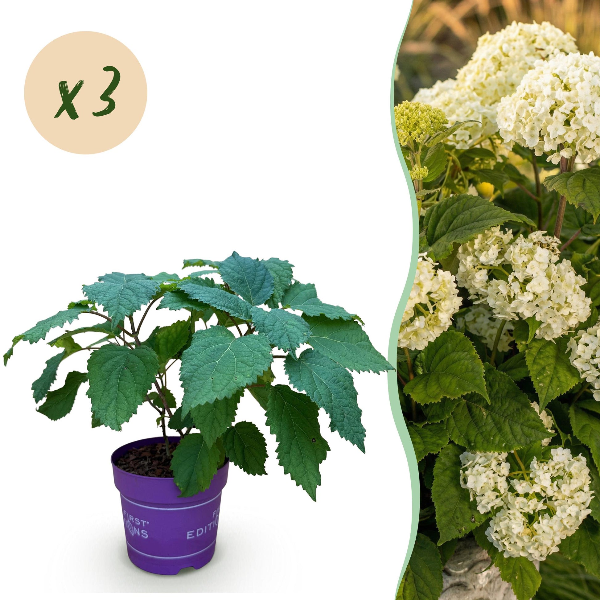 Green Boutiq - Tuinplant - Hydrangea Arborescens Flowerwow - Hortensia - Winterhard - Wit - 3 Planten - Pot 14Cm - Hoogte Hoogte 20-30Cm