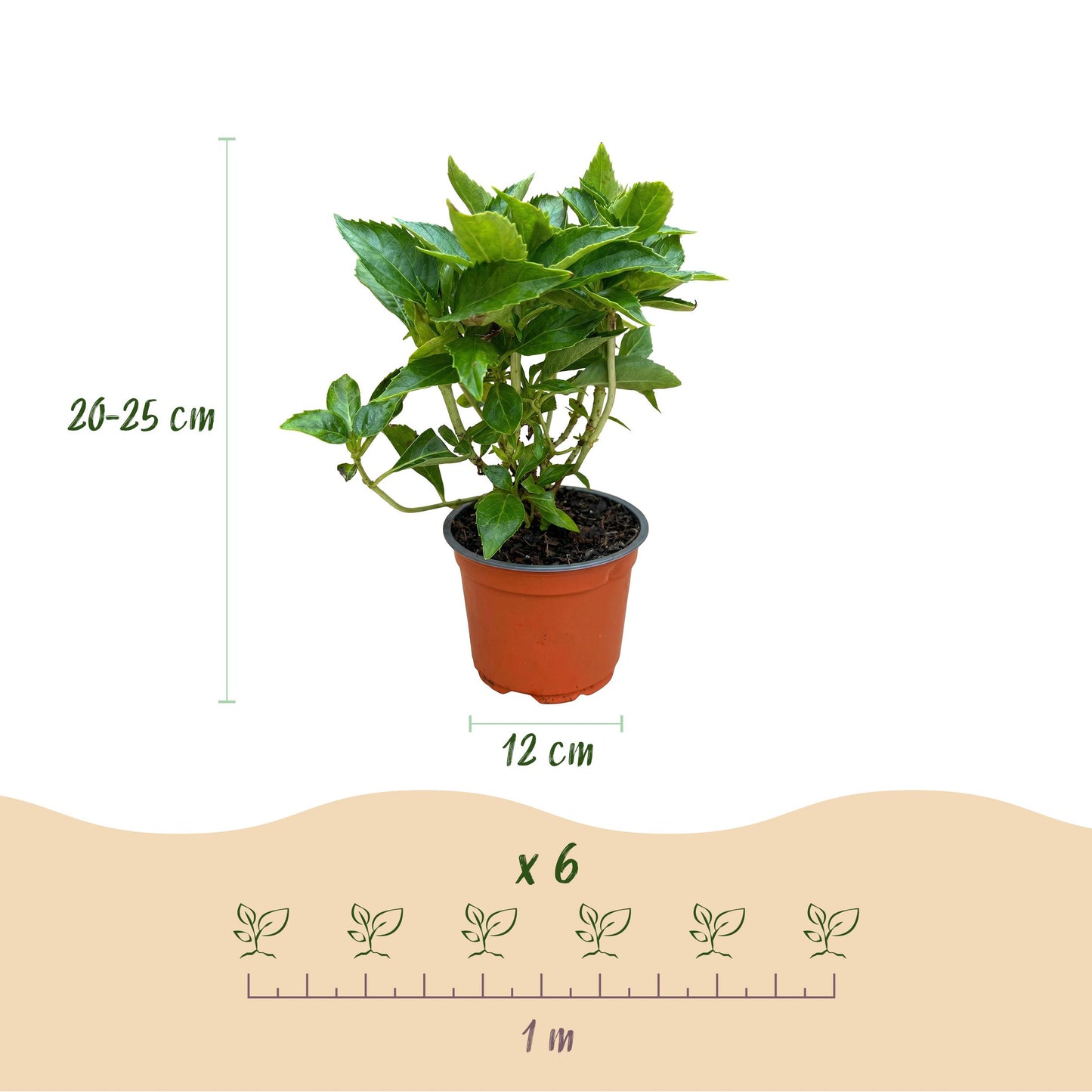 Green Boutiq - Tuinplant - Hydrangea Macrophylla Roze - Hortensia - Winterhard - Roze - 1 Plant - Pot 12Cm - Hoogte Hoogte 20-30Cm