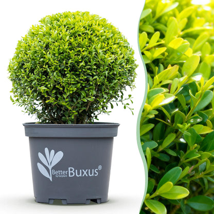 Green Boutiq - Buxus Bol - Betterbuxus Skylight - Resistant Tegen Buxus Schimmel - 2 Planten - Pot 26Cm Bol 30Cm