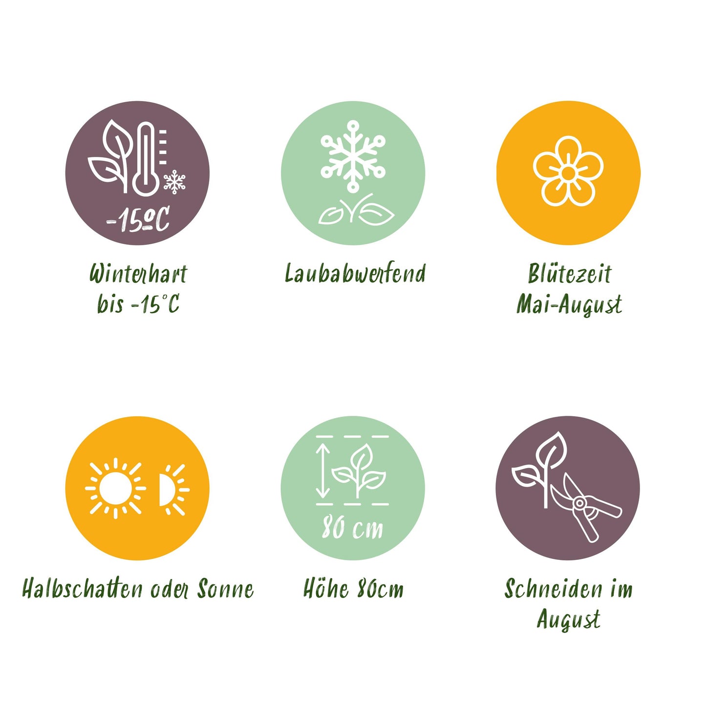 Green Boutiq - Tuinplant - Hydrangea Macrophylla Roze - Hortensia - Winterhard - Roze - 1 Plant - Pot 12Cm - Hoogte Hoogte 20-30Cm