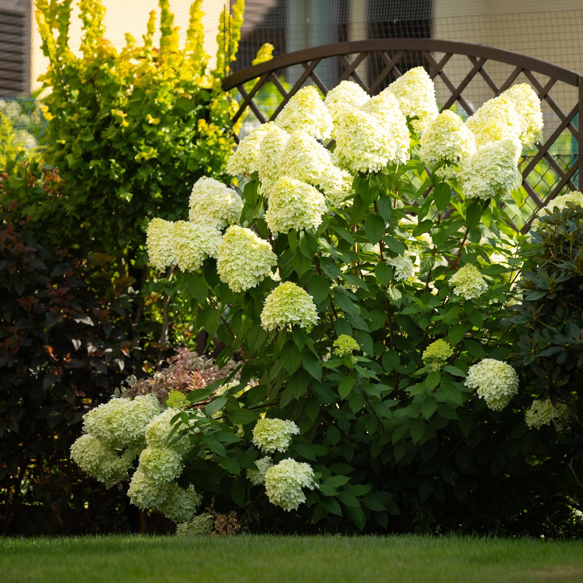Green Boutiq - Tuinplant - Hydrangea Panniculata Limelight - Pluimhortensia - Winterhard - Lime Groen - 3 Planten - Pot 12Cm - Hoogte Hoogte 20-30Cm