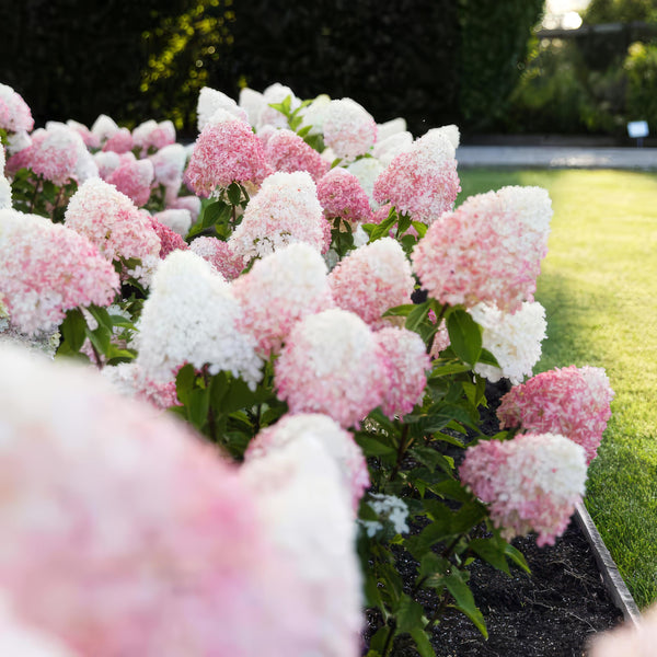Winterharde Roze Pluimhortensia