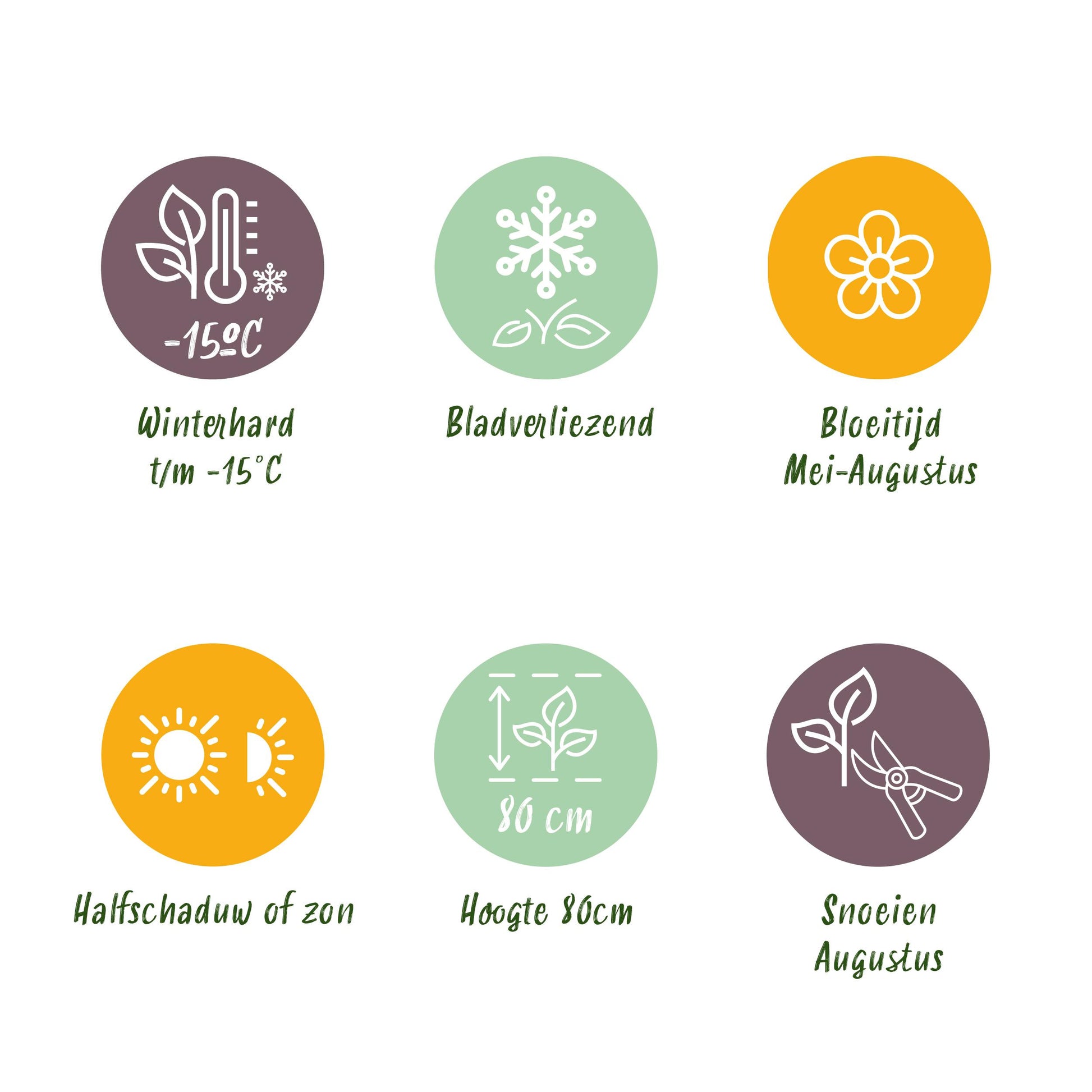 Green Boutiq - Tuinplant - Hydrangea Macrophylla Roze - Hortensia - Winterhard - Roze - 1 Plant - Pot 12Cm - Hoogte Hoogte 20-30Cm