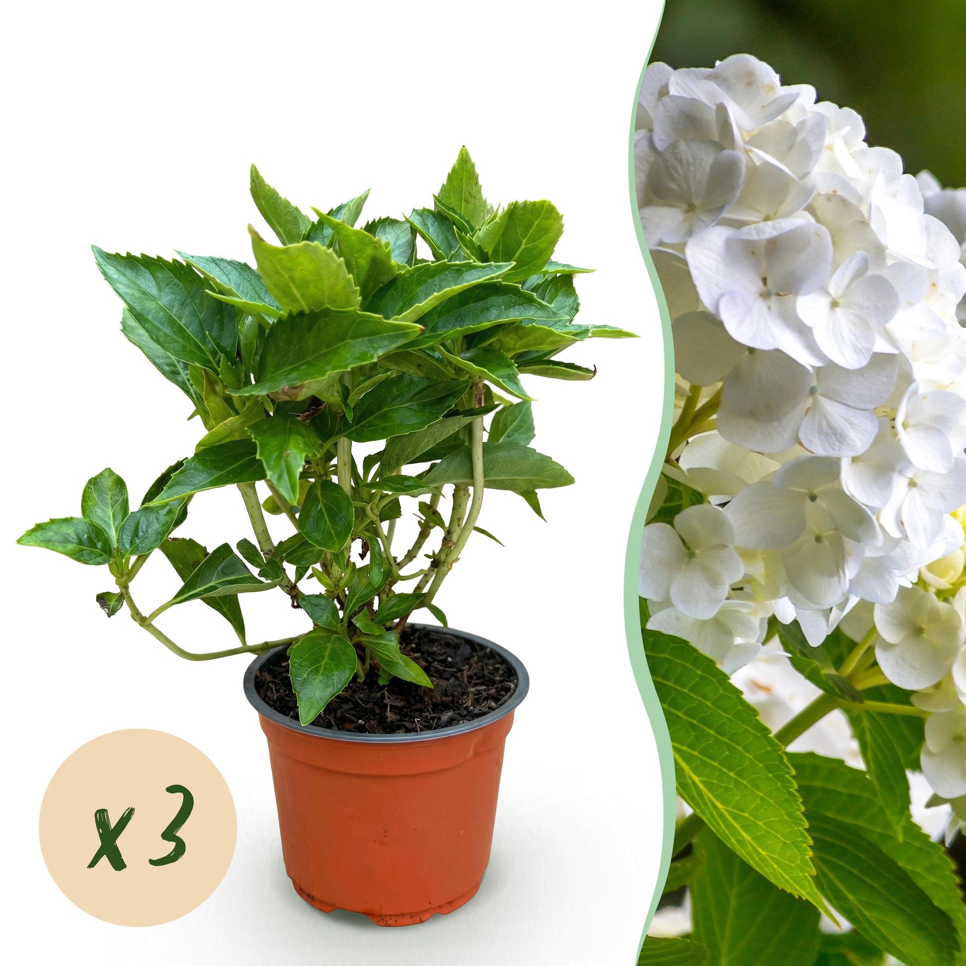 Green Boutiq - Tuinplant - Hydrangea Macrophylla Wit - Hortensia - Winterhard - Wit - 3 Planten - Pot 12Cm - Hoogte Hoogte 20-30Cm