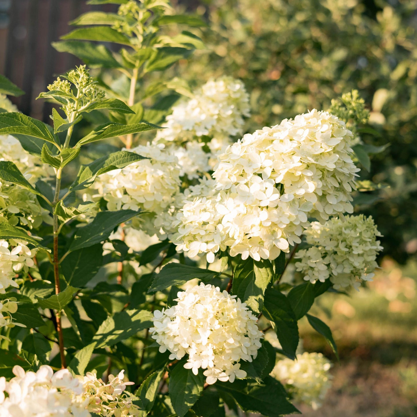 Green Boutiq - Tuinplant - Hydrangea Panniculata Limelight - Pluimhortensia - Winterhard - Lime Groen - 3 Planten - Pot 12Cm - Hoogte Hoogte 20-30Cm