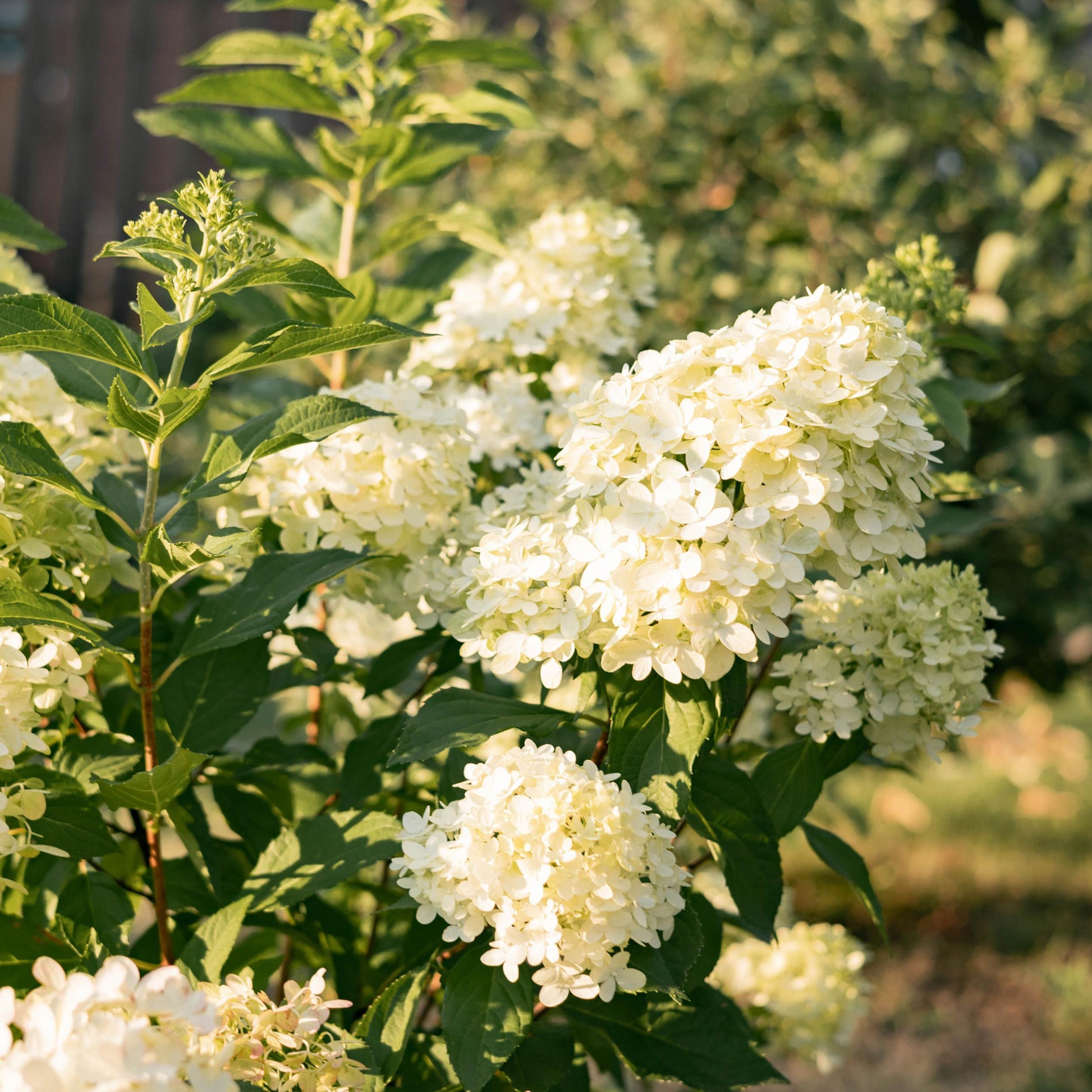Green Boutiq - Tuinplant - Hydrangea Panniculata Limelight - Pluimhortensia - Winterhard - Lime Groen - 3 Planten - Pot 12Cm - Hoogte Hoogte 20-30Cm