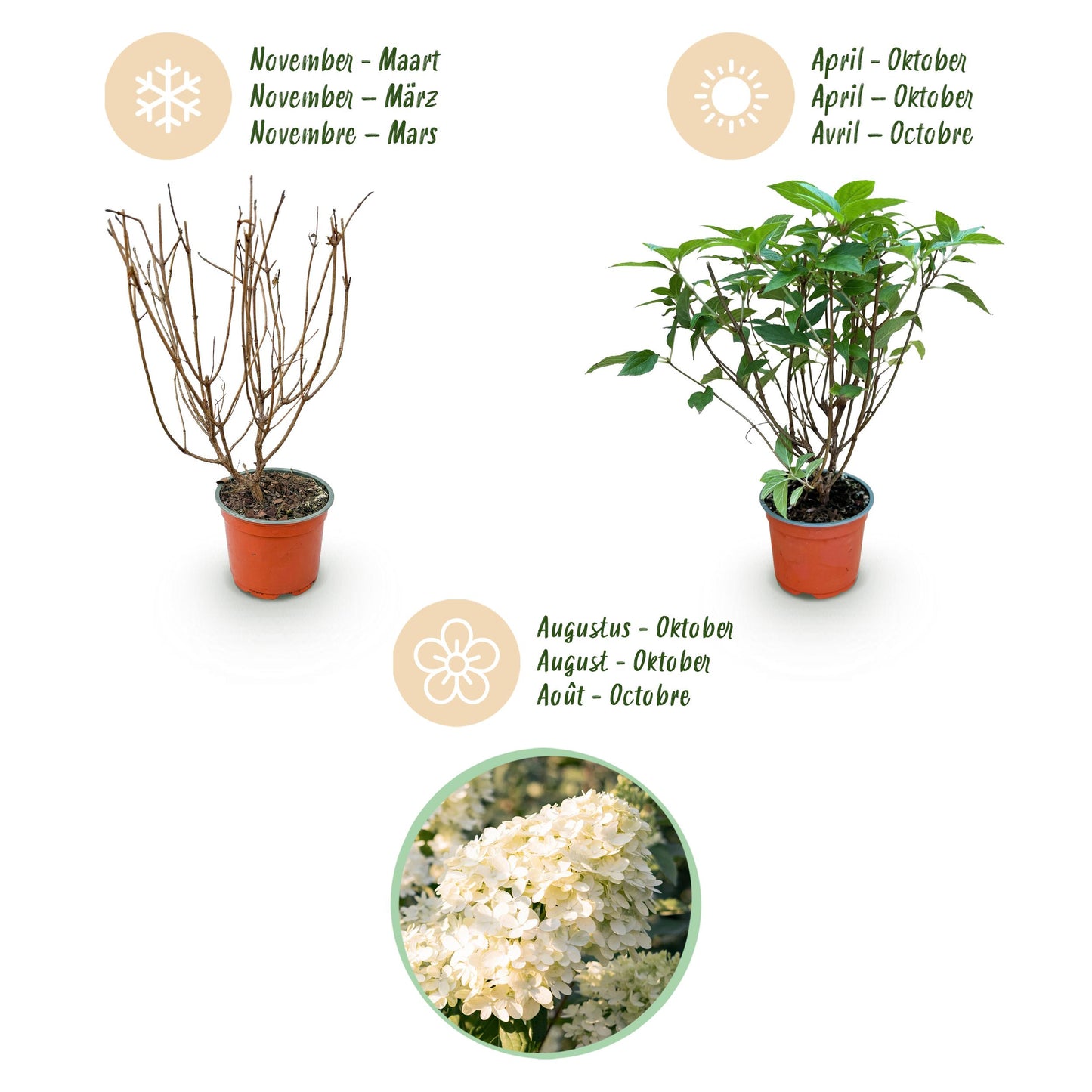 Green Boutiq - Tuinplant - Hydrangea Panniculata Limelight - Pluimhortensia - Winterhard - Lime Groen - 3 Planten - Pot 12Cm - Hoogte Hoogte 20-30Cm