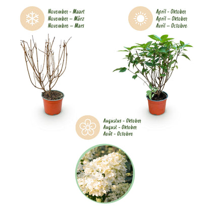Green Boutiq - Tuinplant - Hydrangea Panniculata Limelight - Pluimhortensia - Winterhard - Lime Groen - 3 Planten - Pot 12Cm - Hoogte Hoogte 20-30Cm