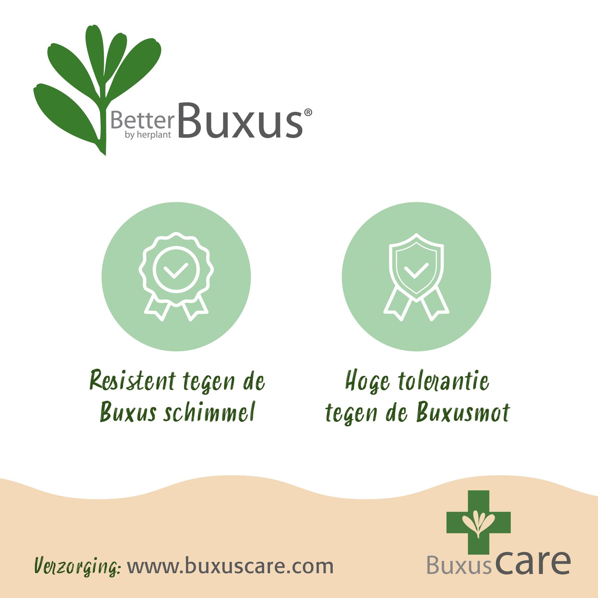Green Boutiq - Buxus Bol - Betterbuxus Skylight - Resistant Tegen Buxus Schimmel - 2 Planten - Pot 26Cm Bol 30Cm