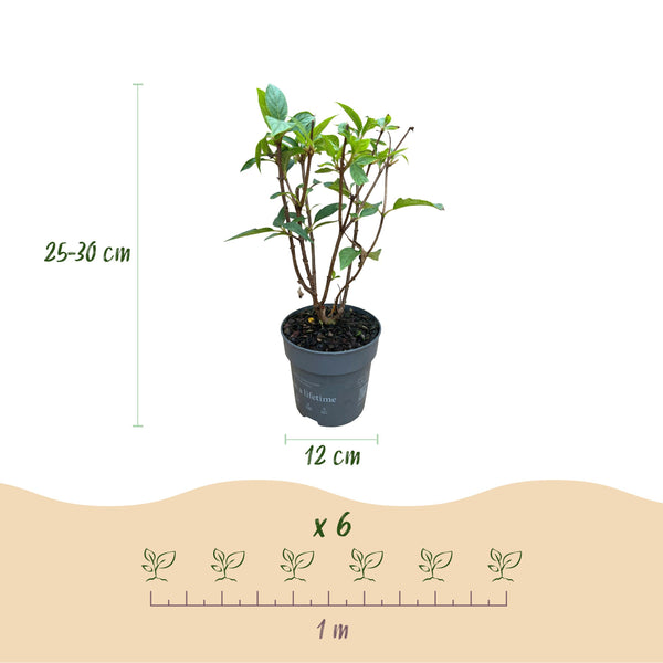 Green Boutiq - Tuinplant - Hydrangea Panniculata Living Pink & Rose - Pluimhortensia - Winterhard - Roze - 3 Planten - Pot 12Cm - Hoogte Hoogte 20-30Cm