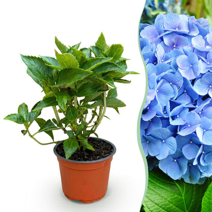 Green Boutiq - Tuinplant - Hydrangea Macrophylla Blauw - Hortensia - Winterhard - Blauw - 1 Plant - Pot 12Cm - Hoogte Hoogte 20-30Cm