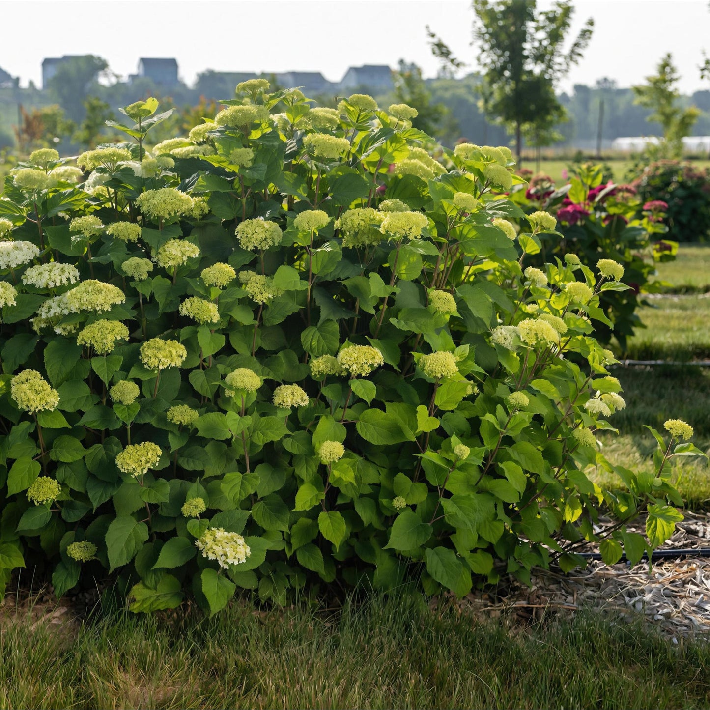 Green Boutiq - Tuinplant - Hydrangea Arborescens Flowerwow - Hortensia - Winterhard - Wit - 3 Planten - Pot 14Cm - Hoogte Hoogte 20-30Cm