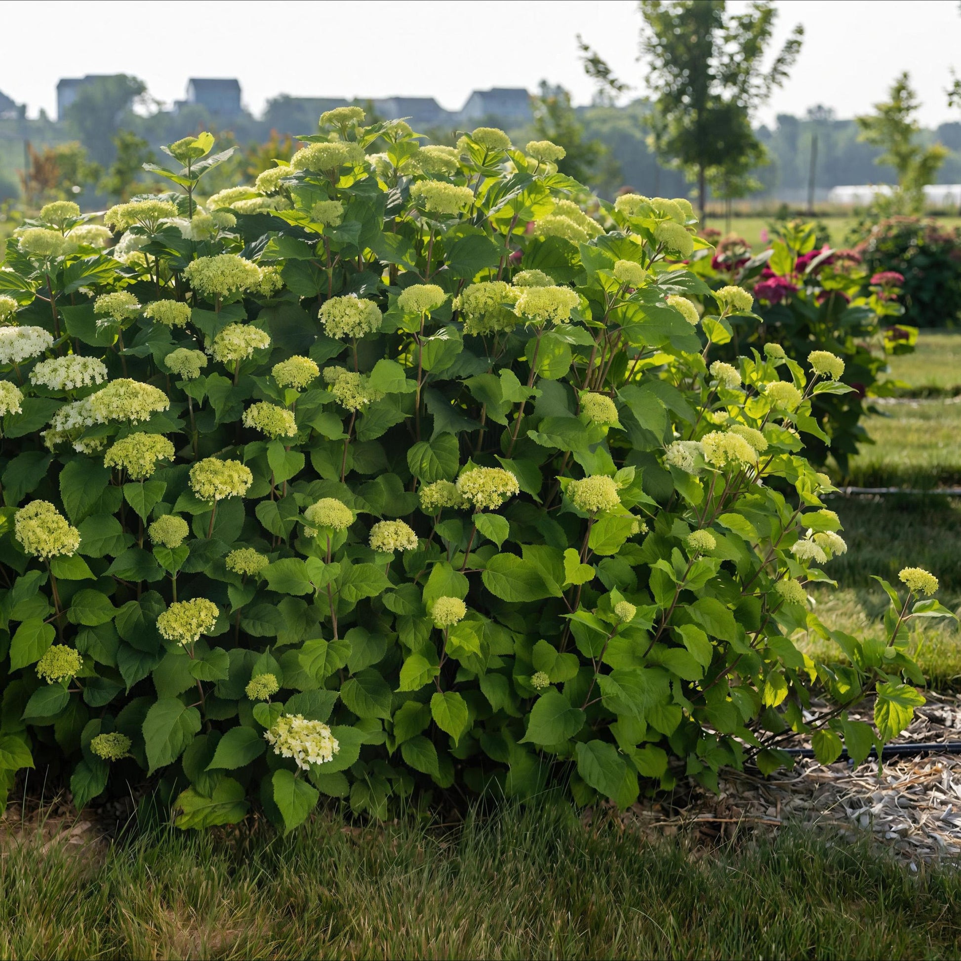 Green Boutiq - Tuinplant - Hydrangea Arborescens Flowerwow - Hortensia - Winterhard - Wit - 3 Planten - Pot 14Cm - Hoogte Hoogte 20-30Cm