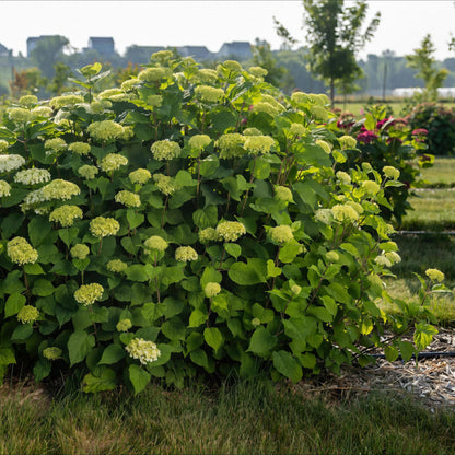 Green Boutiq - Tuinplant - Hydrangea Arborescens Flowerwow - Hortensia - Winterhard - Wit - 3 Planten - Pot 14Cm - Hoogte Hoogte 20-30Cm