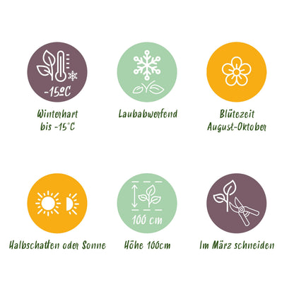 Green Boutiq - Tuinplant - Hydrangea Arborescens Flowerwow - Hortensia - Winterhard - Wit - 3 Planten - Pot 14Cm - Hoogte Hoogte 20-30Cm