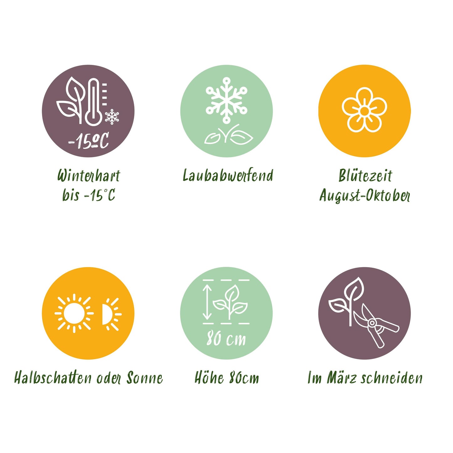 Green Boutiq - Tuinplant - Hydrangea Panniculata Limelight - Pluimhortensia - Winterhard - Lime Groen - 3 Planten - Pot 12Cm - Hoogte Hoogte 20-30Cm