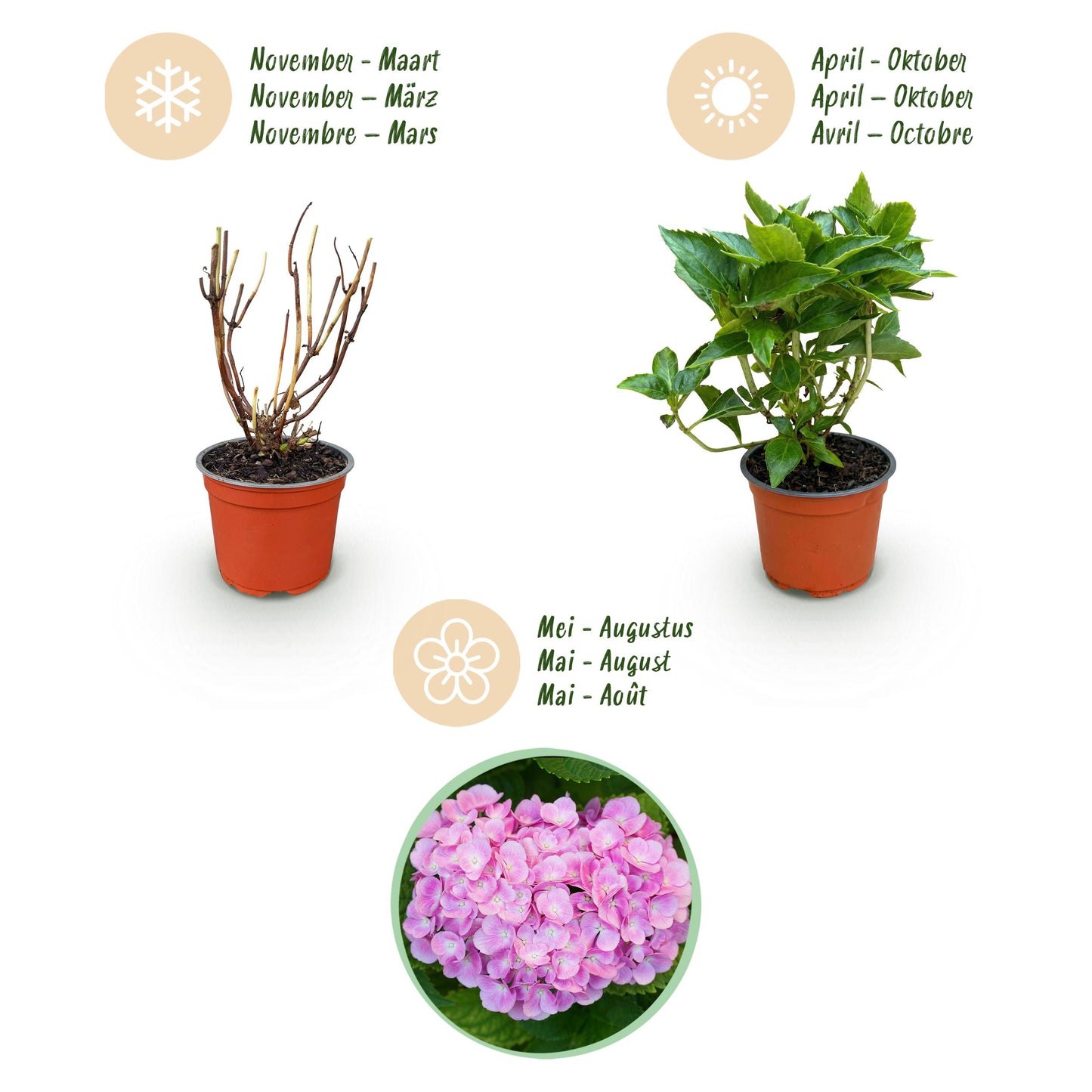 Green Boutiq - Tuinplant - Hydrangea Macrophylla Roze - Hortensia - Winterhard - Roze - 1 Plant - Pot 12Cm - Hoogte Hoogte 20-30Cm