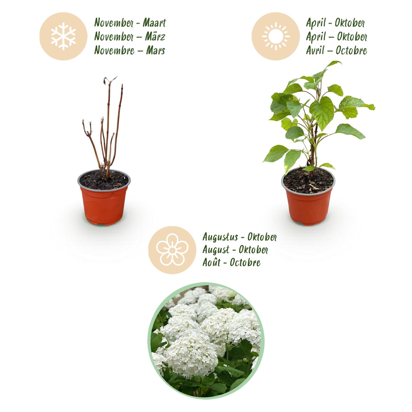 Green Boutiq - Tuinplant - Hydrangea Arborescens Annabelle - Pluimhortensia - Winterhard - Wit - 3 Planten - Pot 12Cm - Hoogte Hoogte 20-30Cm