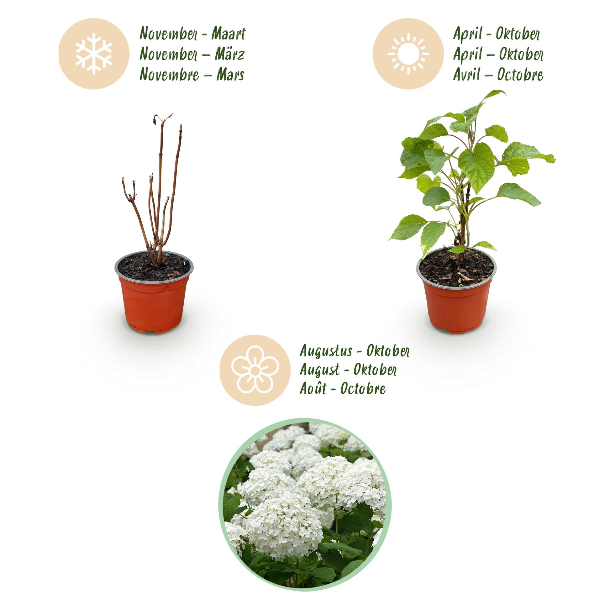 Green Boutiq - Tuinplant - Hydrangea Arborescens Annabelle - Pluimhortensia - Winterhard - Wit - 3 Planten - Pot 12Cm - Hoogte Hoogte 20-30Cm
