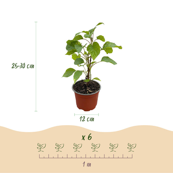 Green Boutiq - Tuinplant - Hydrangea Arborescens Annabelle - Pluimhortensia - Winterhard - Wit - 3 Planten - Pot 12Cm - Hoogte Hoogte 20-30Cm