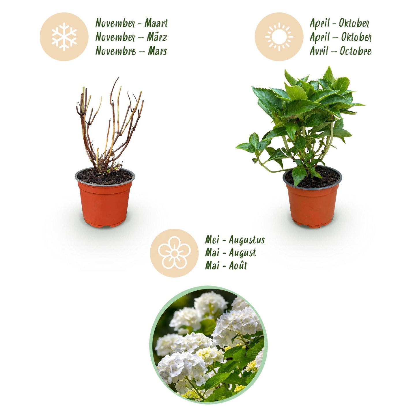 Green Boutiq - Tuinplant - Hydrangea Macrophylla Wit - Hortensia - Winterhard - Wit - 3 Planten - Pot 12Cm - Hoogte Hoogte 20-30Cm