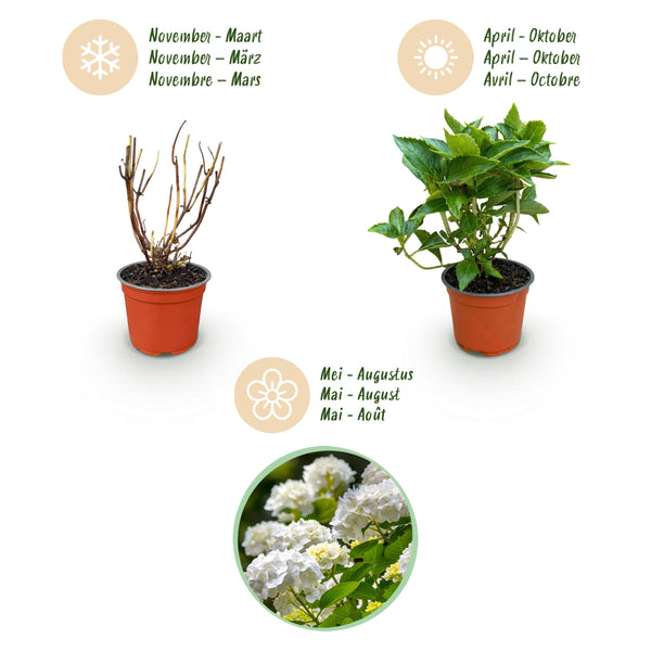 Green Boutiq - Tuinplant - Hydrangea Macrophylla Wit - Hortensia - Winterhard - Wit - 3 Planten - Pot 12Cm - Hoogte Hoogte 20-30Cm