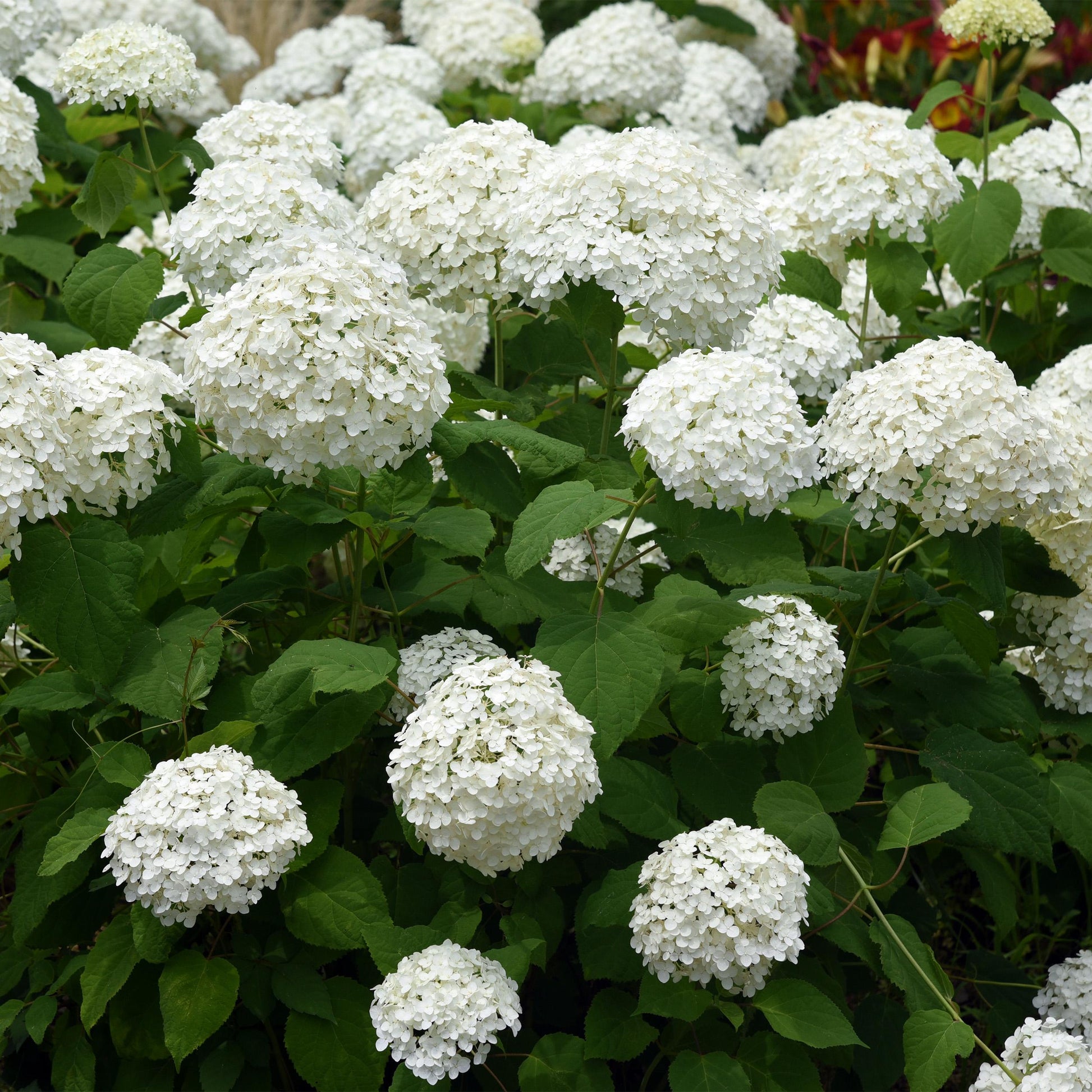 Green Boutiq - Tuinplant - Hydrangea Arborescens Annabelle - Pluimhortensia - Winterhard - Wit - 3 Planten - Pot 12Cm - Hoogte Hoogte 20-30Cm