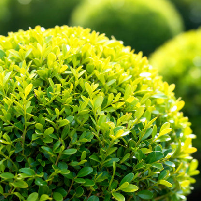 Green Boutiq - Buxus Bol - Betterbuxus Skylight - Resistant Tegen Buxus Schimmel - 2 Planten - Pot 26Cm Bol 30Cm