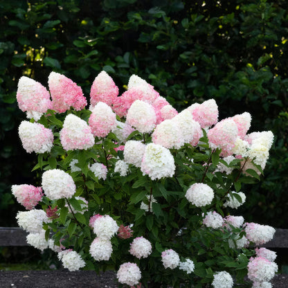 Green Boutiq - Tuinplant - Hydrangea Panniculata Living Pink & Rose - Pluimhortensia - Winterhard - Roze - 3 Planten - Pot 12Cm - Hoogte Hoogte 20-30Cm