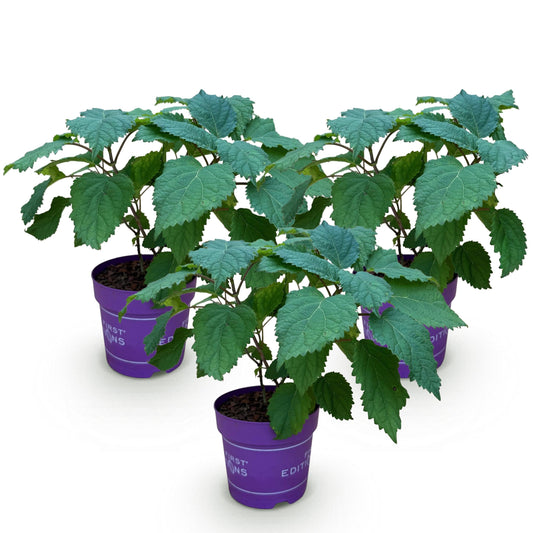 Stralende Bloemkracht Hortensia