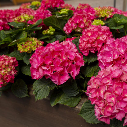 Green Boutiq - Tuinplant - Hydrangea Macrophylla Rood - Hortensia - Winterhard - Rood - 1 Plant - Pot 12Cm - Hoogte Hoogte 20-30Cm