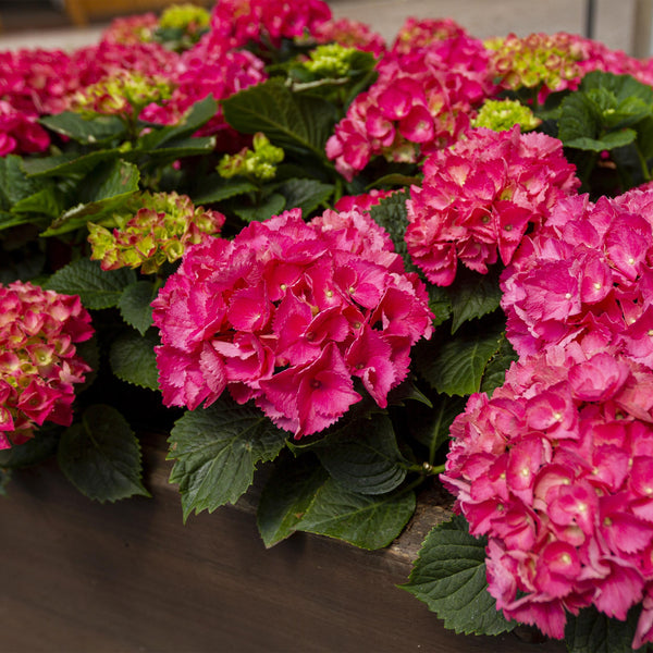Stralende Rode Hortensia